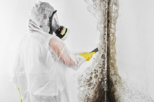 Best Toxic Mold Removal  in Lexington, OK