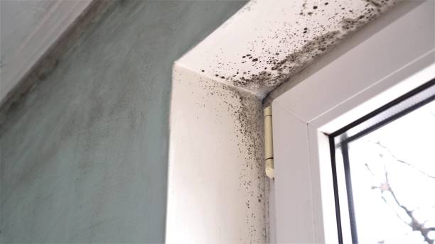 Best Mold Testing  in Lexington, OK