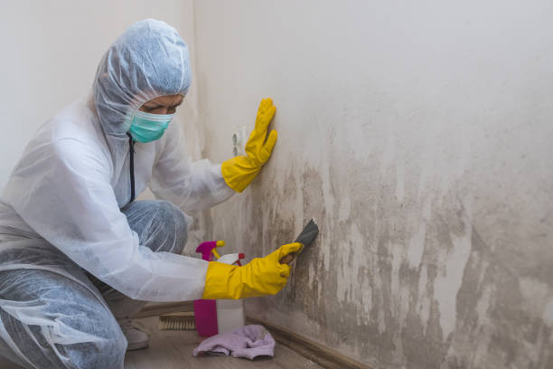 Best Same-Day Mold Removal  in Lexington, OK