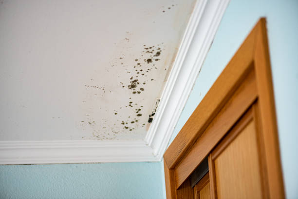 Best Black Mold Removal  in Lexington, OK