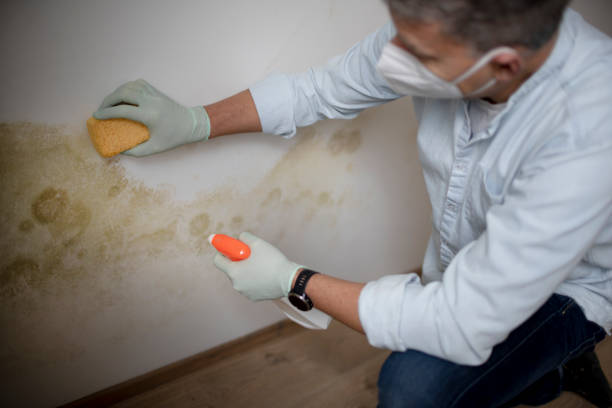 Best Office Mold Removal Services  in Lexington, OK