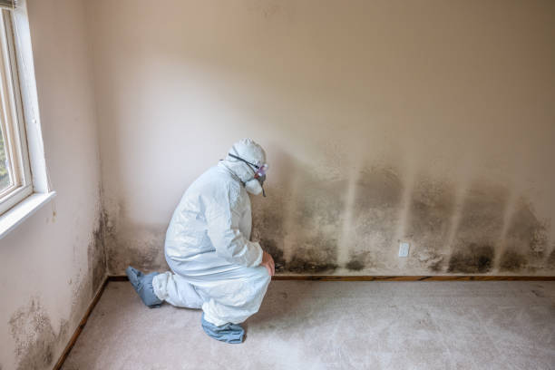  Lexington, OK Mold Removal Pros