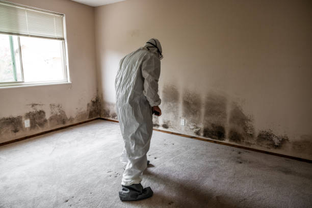 Best Attic Mold Removal  in Lexington, OK