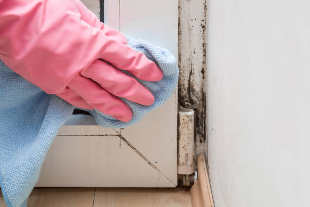 Best Mold Removal Near Me  in Lexington, OK