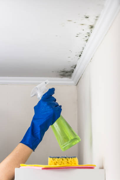 Best Commercial Mold Removal  in Lexington, OK